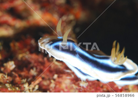 ウミウシ ウミウシ 56858966