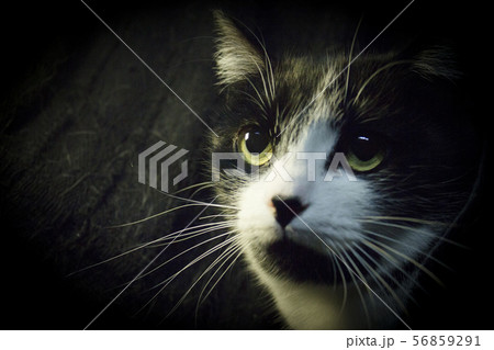 Black and white cat with immunodeficiency 56859291