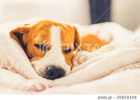 Beagle dog snuggled up and asleep in human bed. Beagle dog snuggled up and asleep in human bed. 56859349