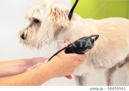 Female groomer trimming dog hair with clipper. Woman working in pet shop. Groomer trimming dog hair Female groomer trimming dog hair with clipper. Woman working in pet shop. Groomer trimming dog hair 56859561
