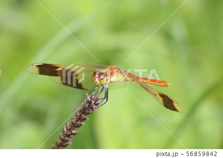 ミヤマアカネ ミヤマアカネ 56859842