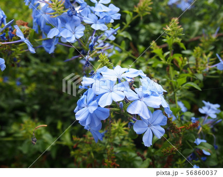 ルリマツリ（海外の海浜植物）青色、亜熱帯、シドニー、オーストラリア、夏、秋 56860037