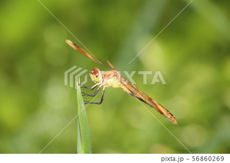 ミヤマアカネ 56860269