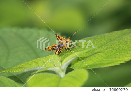 キマダラセセリ 56860270