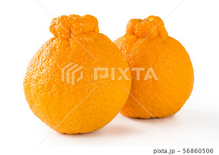 デコポン デコポン 56860506