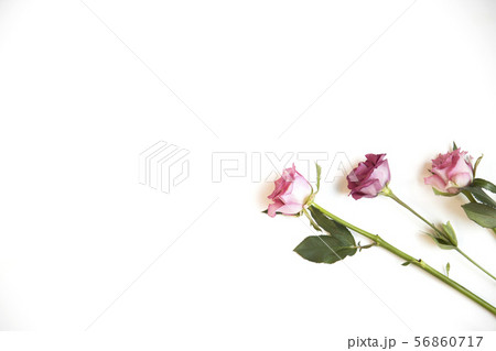 植物 背景 花 56860717