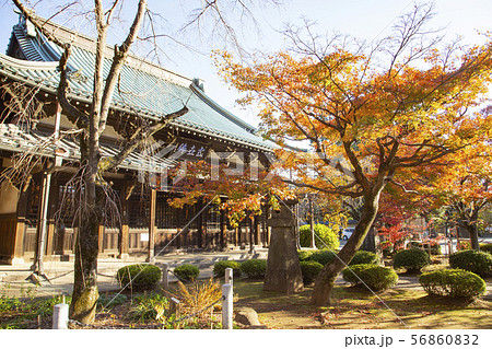 秋の豪徳寺 本堂 秋の豪徳寺 本堂 56860832