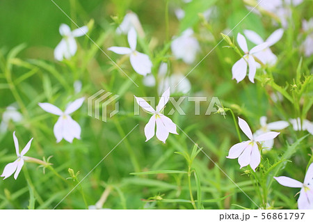イソトマの花 イソトマの花 56861797