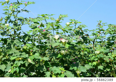 綿の花が咲いたよ 56862389