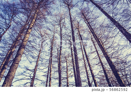 Beautiful landscape of low angel tree and branch with sky background Beautiful landscape of low angel tree and branch with sky background 56862592