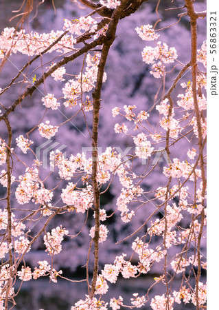 東京 飯田橋 外堀の桜 東京 飯田橋 外堀の桜 56863321