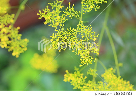 オミナエシの花 オミナエシの花 56863733