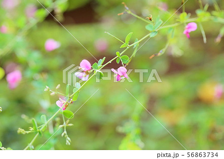 ハギの花 56863734