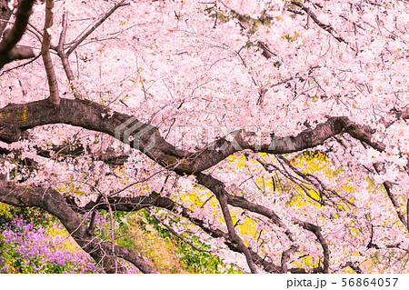 東京 千鳥ヶ淵 桜 菜の花 花大根の写真素材