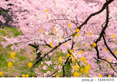 東京　千鳥ヶ淵　桜　菜の花 56864059