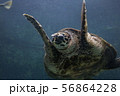 ウミガメバンザイ 56864228