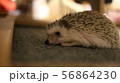 おやすみなさい 56864230