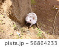 散歩中 56864233
