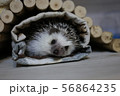 何か用事ですか 56864235