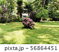Hydrangea Bush on the green lawn. Park scene 56864451