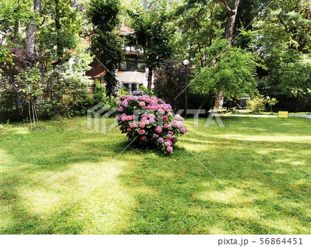 Hydrangea Bush on the green lawn. Park scene 56864451
