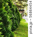 Many trees thuja 56864454