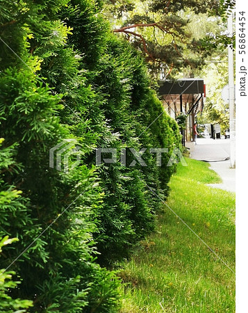 Many trees thuja 56864454