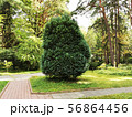 A Bush of thuja arborvitae on the green lawn 56864456