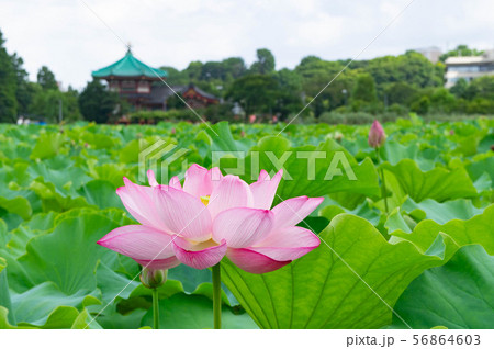 上野公園の蓮の花 上野公園の蓮の花 56864603