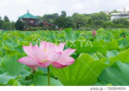 上野公園の蓮の花 上野公園の蓮の花 56864604