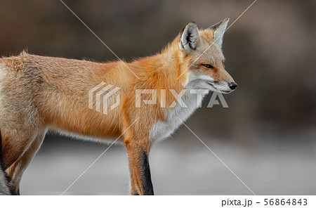 Red Fox on the Hunt Red Fox on the Hunt 56864843