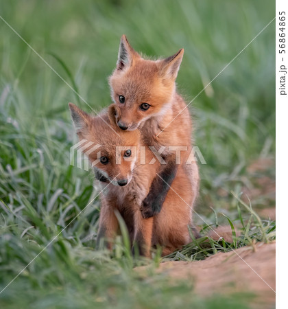 Red Fox Kit Red Fox Kit 56864865