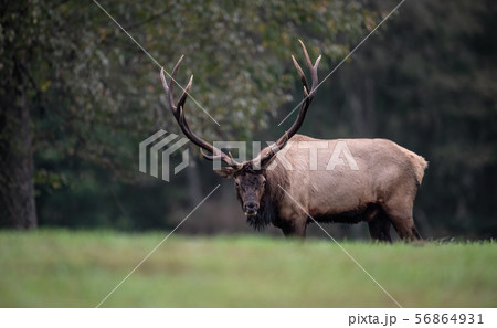 Wild Elk During Rut  56864931