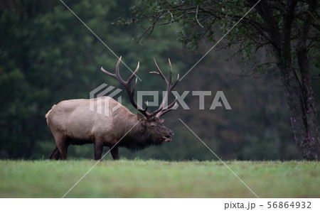 Wild Elk During Rut Wild Elk During Rut 56864932
