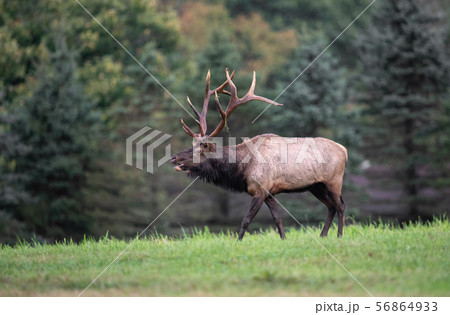 Wild Elk During Rut  56864933