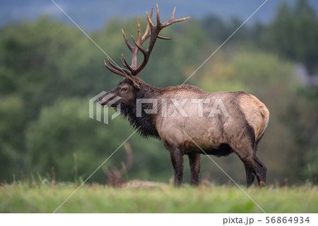 Wild Elk During Rut  56864934