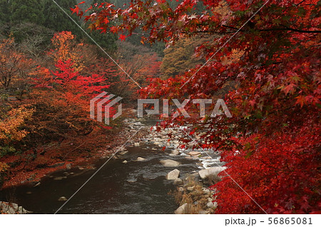 紅葉の奥津渓 紅葉の奥津渓 56865081