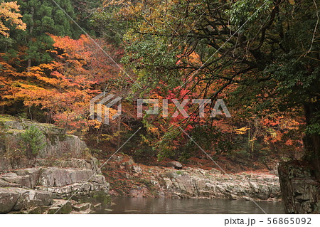 紅葉の奥津渓 紅葉の奥津渓 56865092