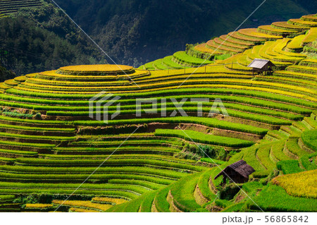 Rice fields on terrace in rainy season at Mu Cang 56865842