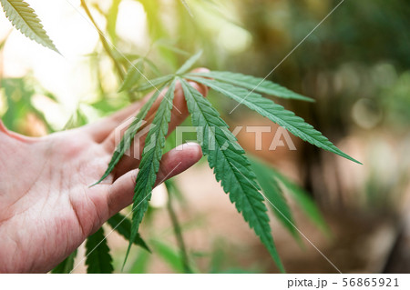 cannabis on a Black background cannabis on a Black background 56865921