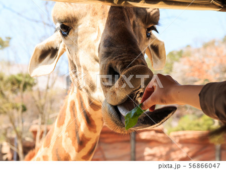 キリン 動物 餌 56866047