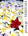 Beautiful flower plumeria background. 56866164