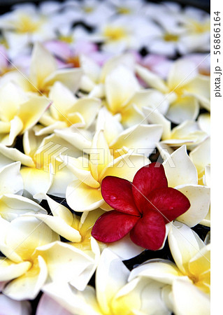 Beautiful flower plumeria background. Beautiful flower plumeria background. 56866164