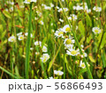 Chamomile meadow, field. 56866493