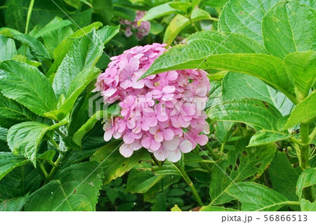紫陽花 写真 紫陽花 写真 56866513