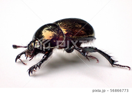 センチコガネ センチコガネ 56866773