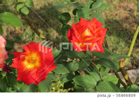 バラ にしきえ 錦絵 Nisikie バラ にしきえ 錦絵 Nisikie 56866809