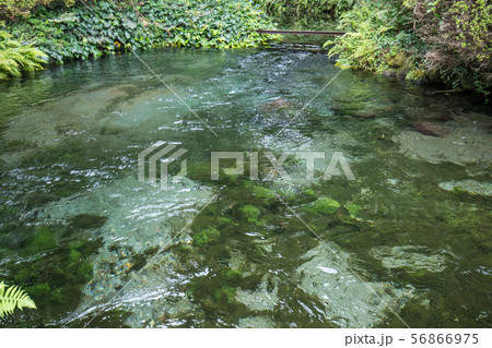 白川水源 56866975