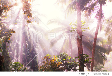 Jungle Jungle 56867003