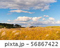 きれいな青空の下で黄金色に輝くススキの草原 56867422